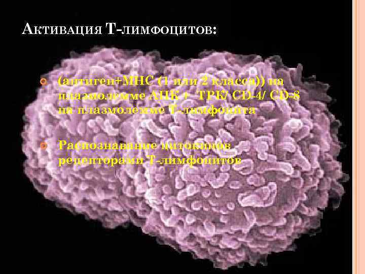 АКТИВАЦИЯ Т-ЛИМФОЦИТОВ: (антиген+МНС (1 или 2 класса)) на плазмолемме АПК + ТРК/ CD-4/ CD-8