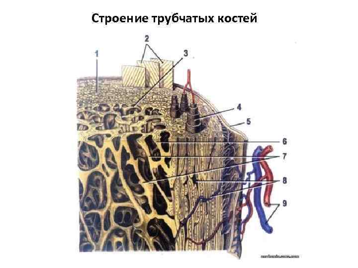 Трубчатая ткань. Трубчатая кость строение Остеон. Строение остеона костная ткань. Микроскопическое строение кости Остеон. Строение остеона и строение трубчатой кости.