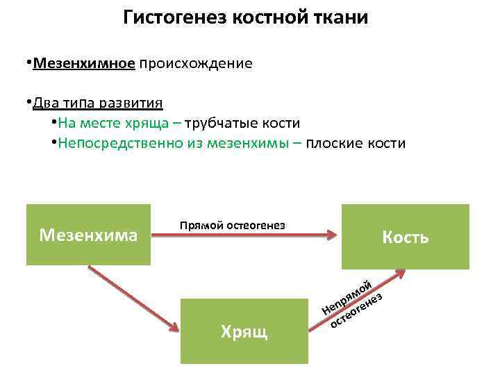 Гистогенез клеток костной ткани схема