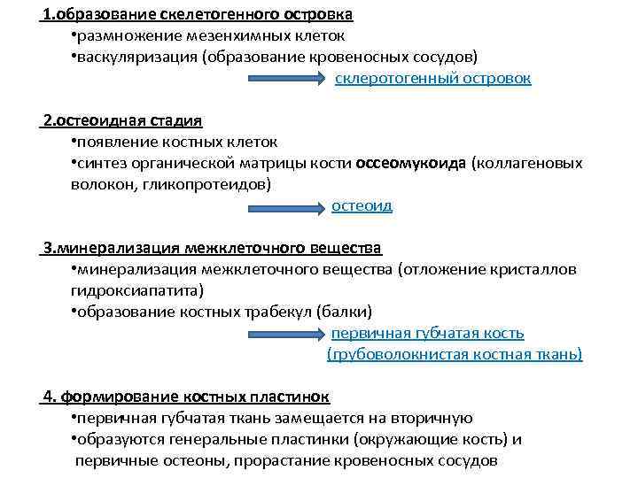  1. образование скелетогенного островка • размножение мезенхимных клеток • васкуляризация (образование кровеносных сосудов)