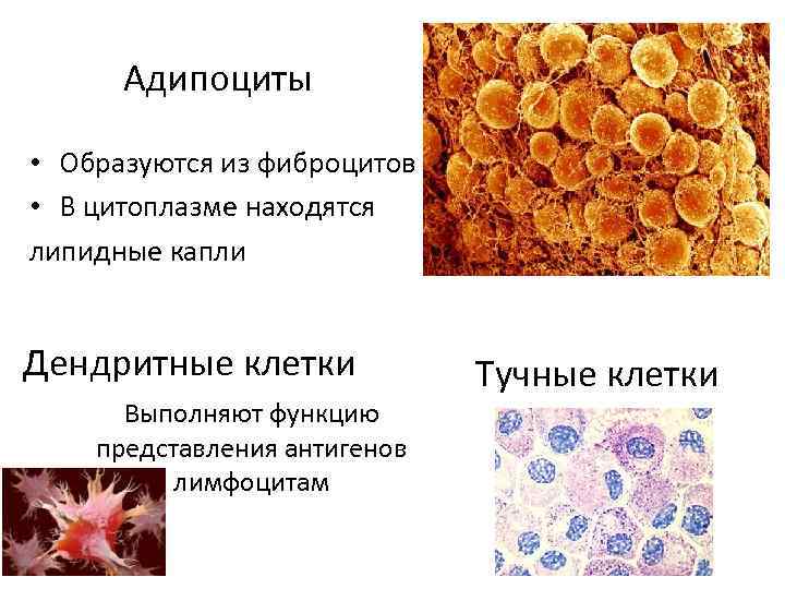 Схема строения адипоцитов разных видов жировой ткани