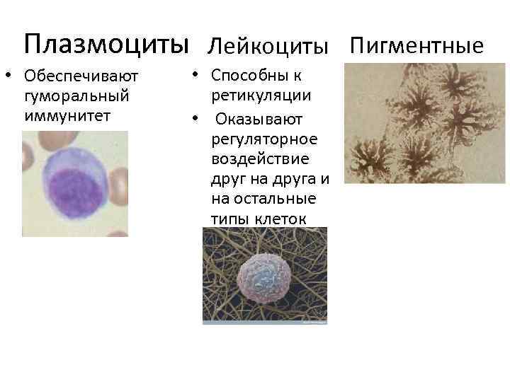 Плазмоциты Лейкоциты Пигментные • Обеспечивают гуморальный иммунитет • Способны к ретикуляции • Оказывают регуляторное