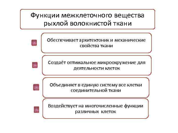 Функции веществ. Функции межклеточного вещества. Межклеточное вещество его свойства и функции. Функции межклеточноного вещества. Основная функция межклеточного вещества.