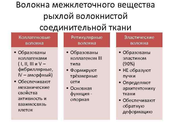 Волокна межклеточного вещества рыхлой волокнистой соединительной ткани Коллагеновые волокна • Образованы коллагенами ( I,