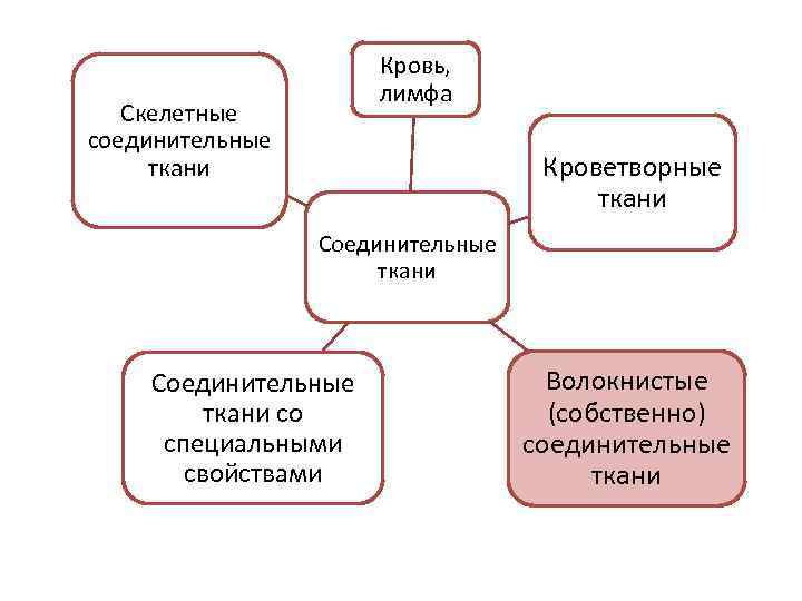 Кровь, лимфа Скелетные соединительные ткани Кроветворные ткани Соединительные ткани со специальными свойствами Волокнистые (собственно)