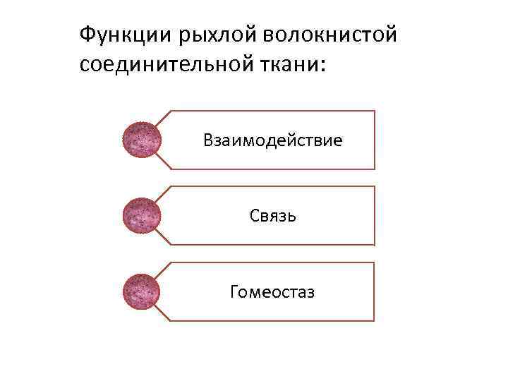 Функции рыхлой волокнистой соединительной ткани: Взаимодействие Связь Гомеостаз 