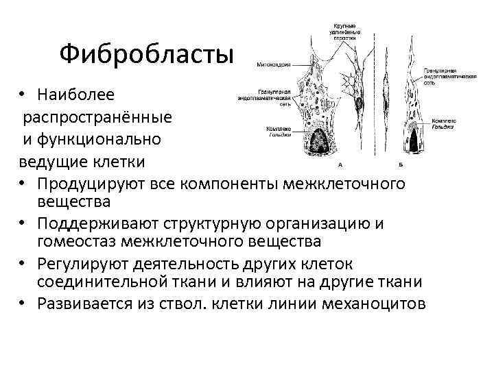 Фибробласты • Наиболее распространённые и функционально ведущие клетки • Продуцируют все компоненты межклеточного вещества