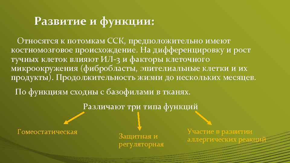 Развитие и функции: Относятся к потомкам ССК, предположительно имеют костномозговое происхождение. На дифференцировку и