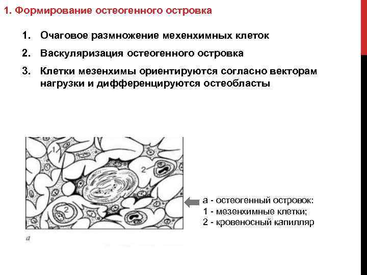 1. Формирование остеогенного островка 1. Очаговое размножение мехенхимных клеток 2. Васкуляризация остеогенного островка 3.