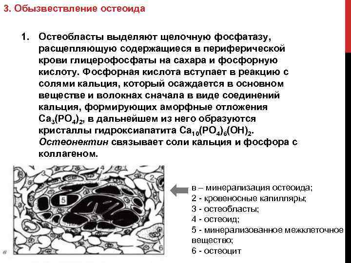 3. Обызвествление остеоида 1. Остеобласты выделяют щелочную фосфатазу, расщепляющую содержащиеся в периферической крови глицерофосфаты