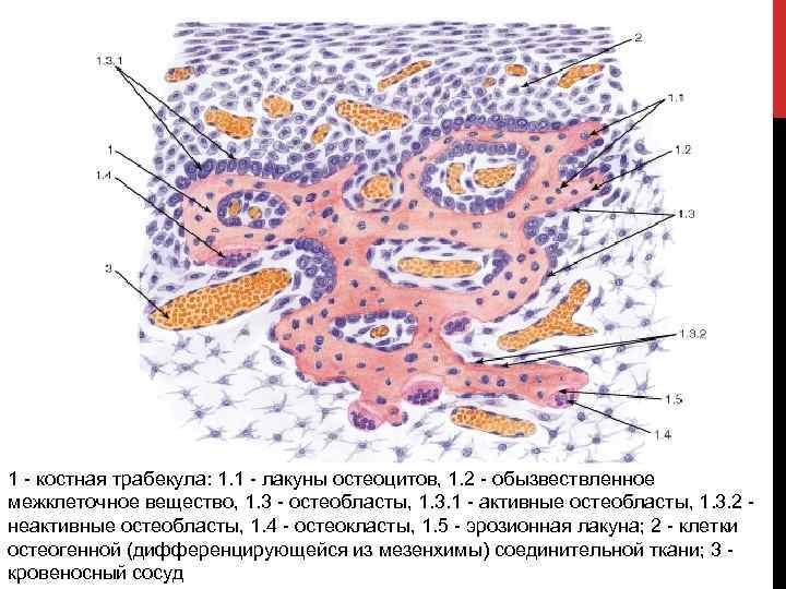 1 - костная трабекула: 1. 1 - лакуны остеоцитов, 1. 2 - обызвествленное межклеточное