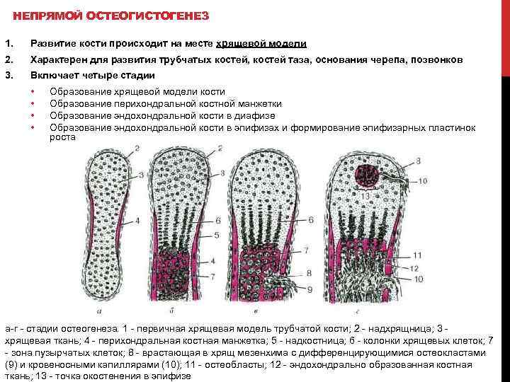НЕПРЯМОЙ ОСТЕОГИСТОГЕНЕЗ 1. Развитие кости происходит на месте хрящевой модели 2. Характерен для развития