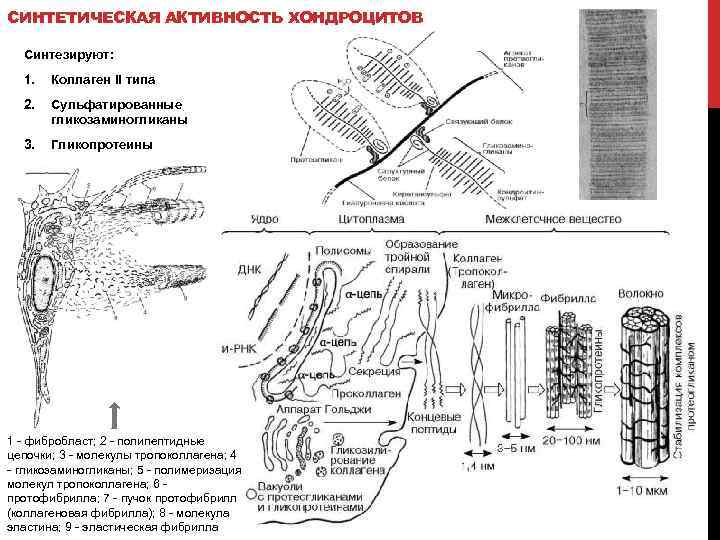 СИНТЕТИЧЕСКАЯ АКТИВНОСТЬ ХОНДРОЦИТОВ Синтезируют: 1. Коллаген II типа 2. Сульфатированные гликозаминогликаны 3. Гликопротеины 1