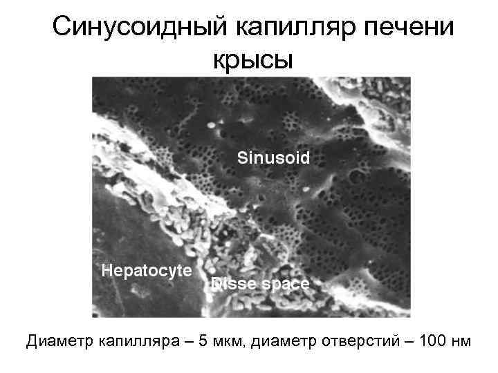 Синусоидный капилляр печени крысы Диаметр капилляра – 5 мкм, диаметр отверстий – 100 нм