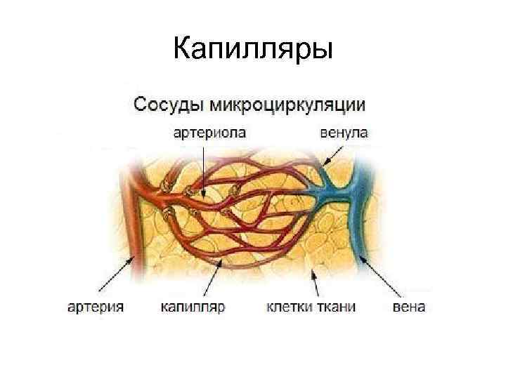 Капилляры 