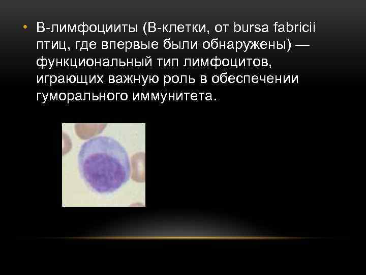  • B-лимфоцииты (B-клетки, от bursa fabricii птиц, где впервые были обнаружены) — функциональный