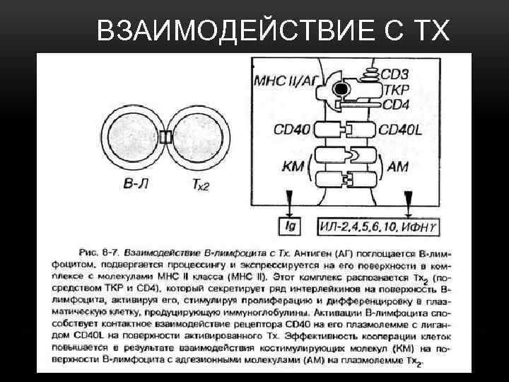 ВЗАИМОДЕЙСТВИЕ С TX 