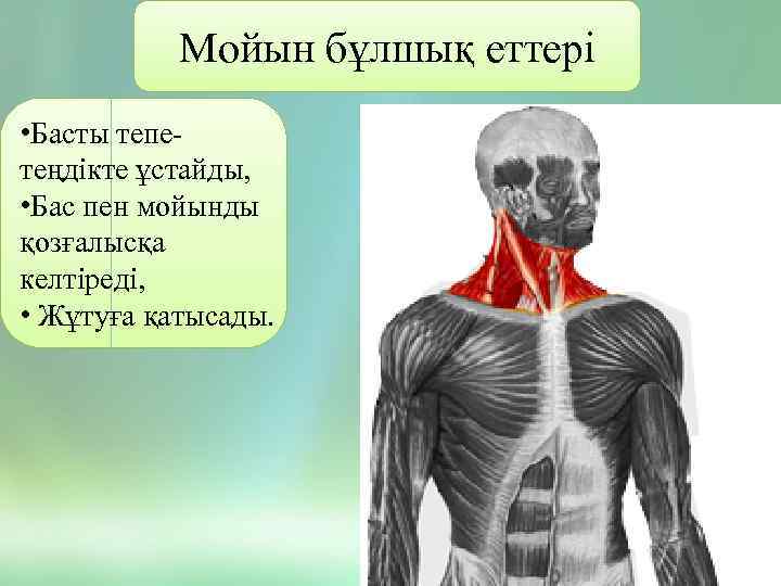 Мойын бұлшық еттері • Басты тепетеңдікте ұстайды, • Бас пен мойынды қозғалысқа келтіреді, •