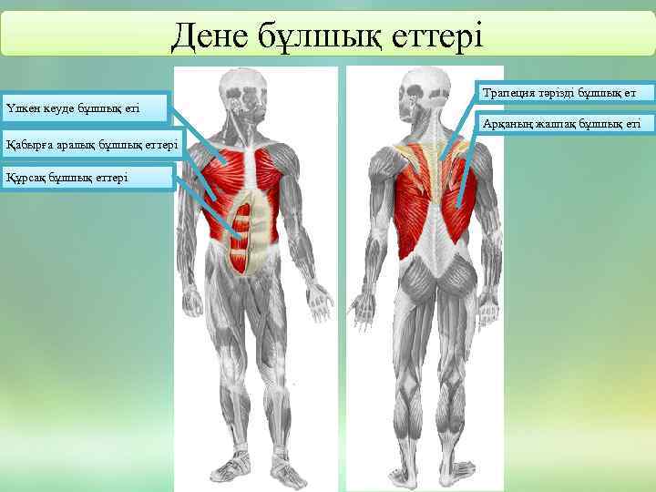 Дене бұлшық еттері Трапеция тәрізді бұлшық ет Үлкен кеуде бұлшық еті Арқаның жалпақ бұлшық