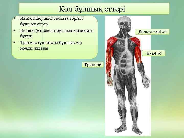 Бұлшық ет презентация