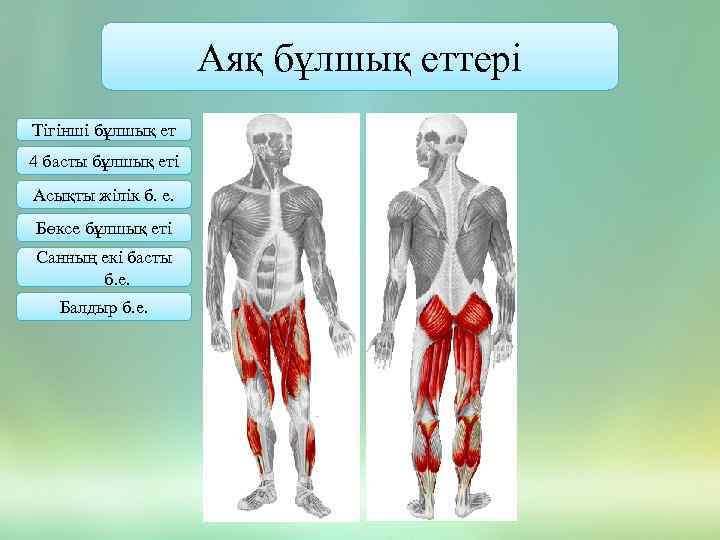 Аяқ бұлшық еттері Тігінші бұлшық ет 4 басты бұлшық еті Асықты жілік б. е.