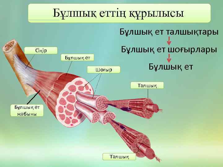 Бұлшық ет презентация