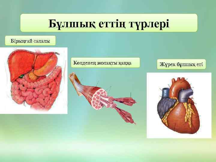 Мимикалық бұлшық еттер презентация