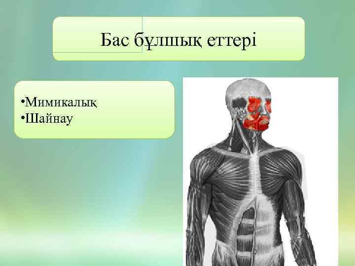 Бас бұлшық еттері • Мимикалық • Шайнау 