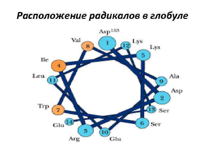 Расположение радикалов в глобуле 