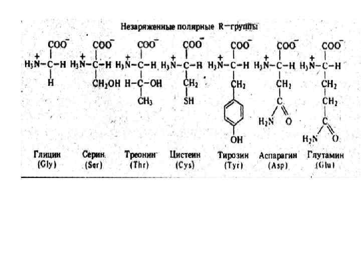 Схема образования дипептида гис гли