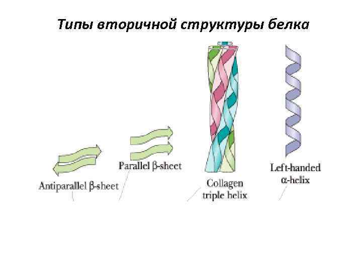 Типы вторичной структуры белка 