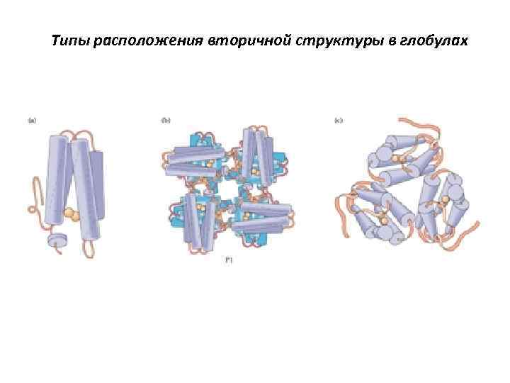 Типы расположения вторичной структуры в глобулах 