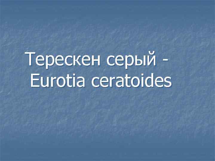 Терескен серый Eurotia ceratoides 