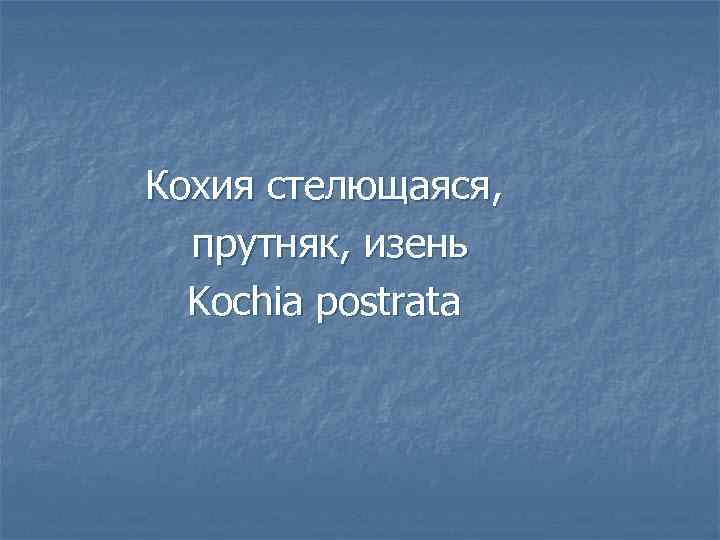 Кохия стелющаяся, прутняк, изень Kochia postrata 