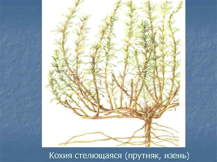 Кохия стелющаяся (прутняк, изень) 