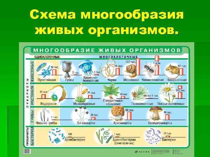Схема многообразия живых организмов. 