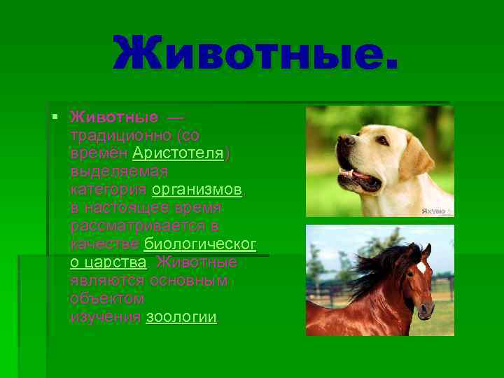Животные. § Животные — традиционно (со времён Аристотеля) выделяемая категория организмов, в настоящее время