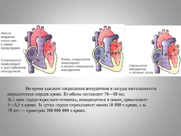 Из желудочков кровь выходит. Объем крови в желудочках. При сокращении желудочков. Объем крови в сердце взрослого человека. При сокращении сердца объем крови выбрасываемый левым желудочком.