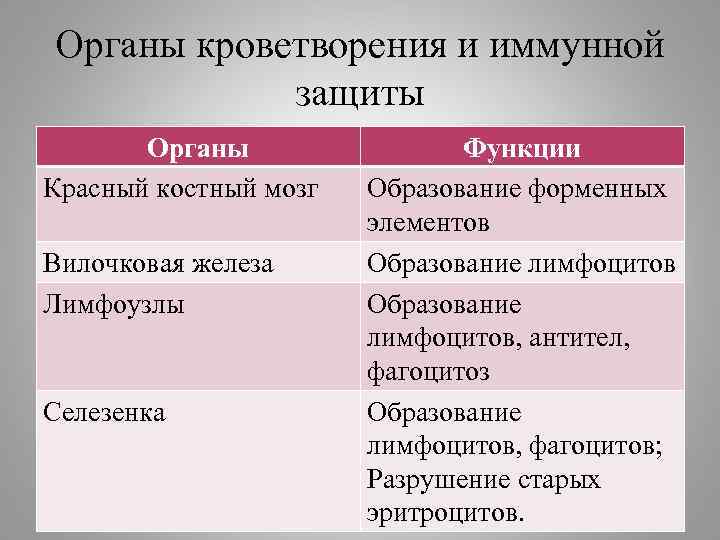 Органы кроветворения и иммунной защиты Органы Красный костный мозг Вилочковая железа Лимфоузлы Селезенка Функции