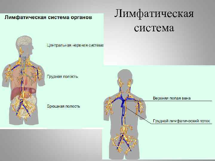 Лимфатическая система картинки