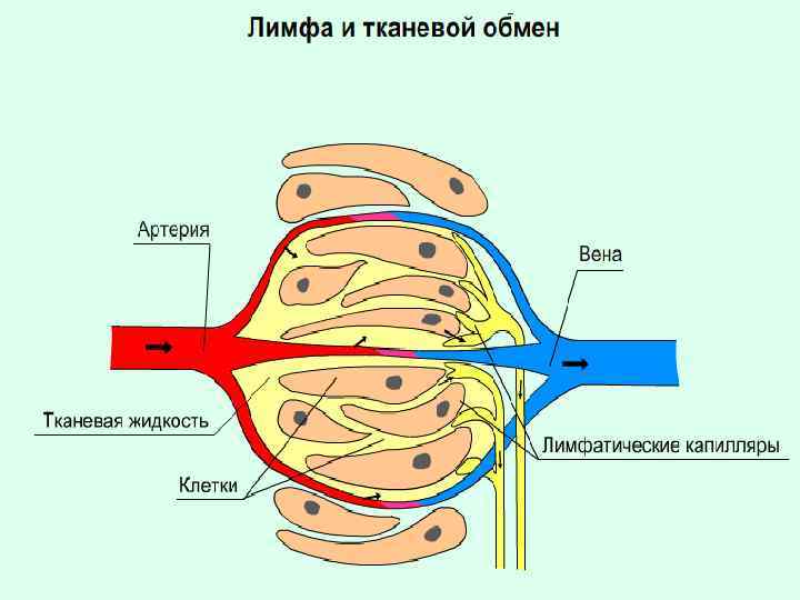 Состав лимфы схема