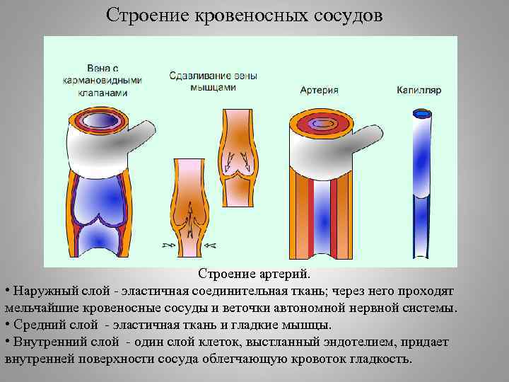 Виды кровеносных сосудов строение