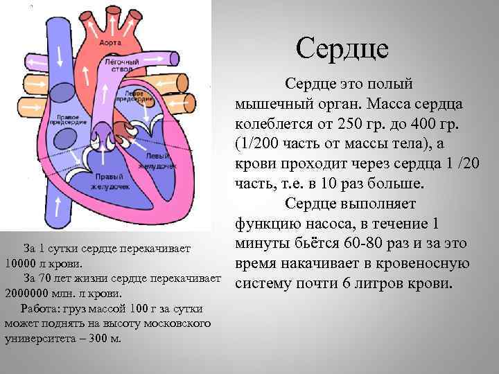 Сердце • ээ За 1 сутки сердце перекачивает 10000 л крови. За 70 лет