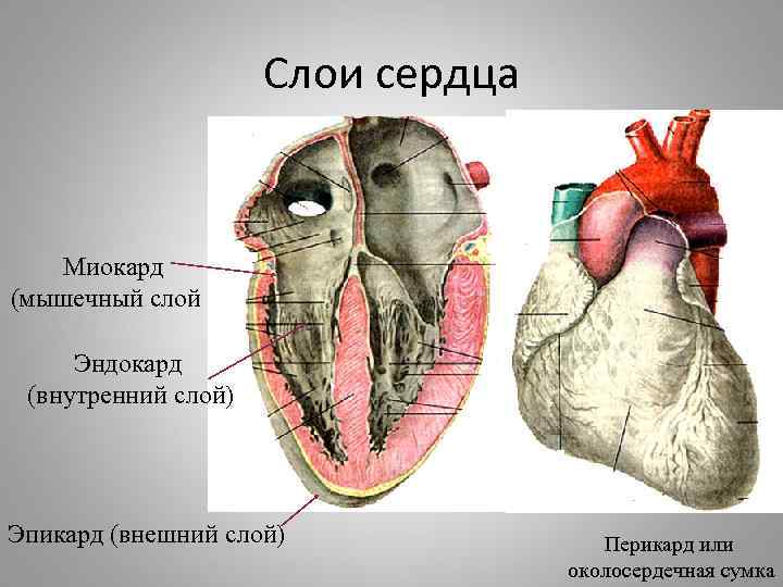 Слои сердца Миокард (мышечный слой ) Эндокард (внутренний слой) Эпикард (внешний слой) Перикард или