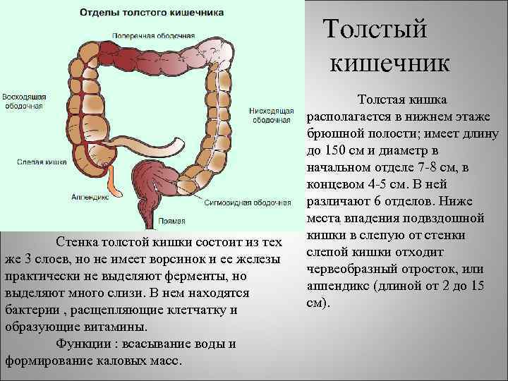 Сфинктеры толстой кишки схема