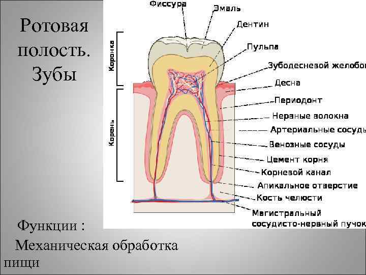 Ротовая полость. Зубы Функции : Механическая обработка пищи 