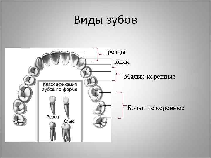 Большие резцы зубы. Зубы: резцы, клыки, коренные зубы.. Зубы строение виды функции.