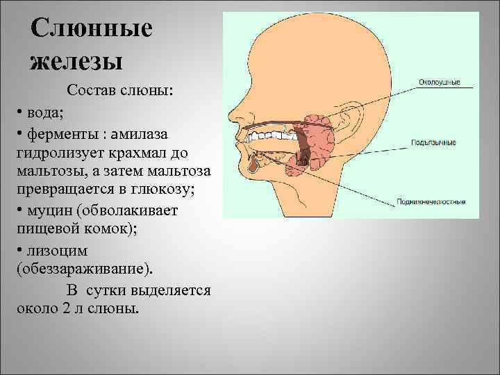 Железы состоят из