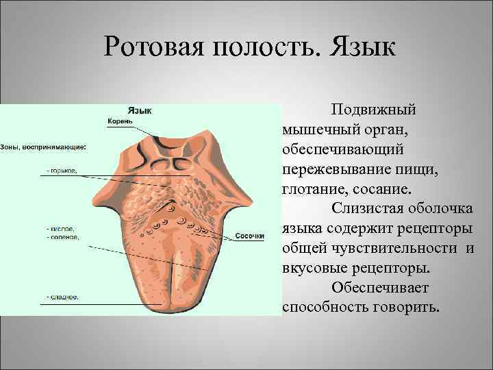 Функции ротовой полости