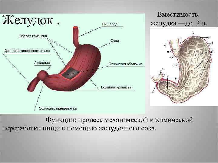 Желудок. Вместимость желудка —до 3 л. Функции: процесс механической и химической переработки пищи с
